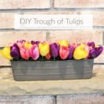 Trough of Tulips